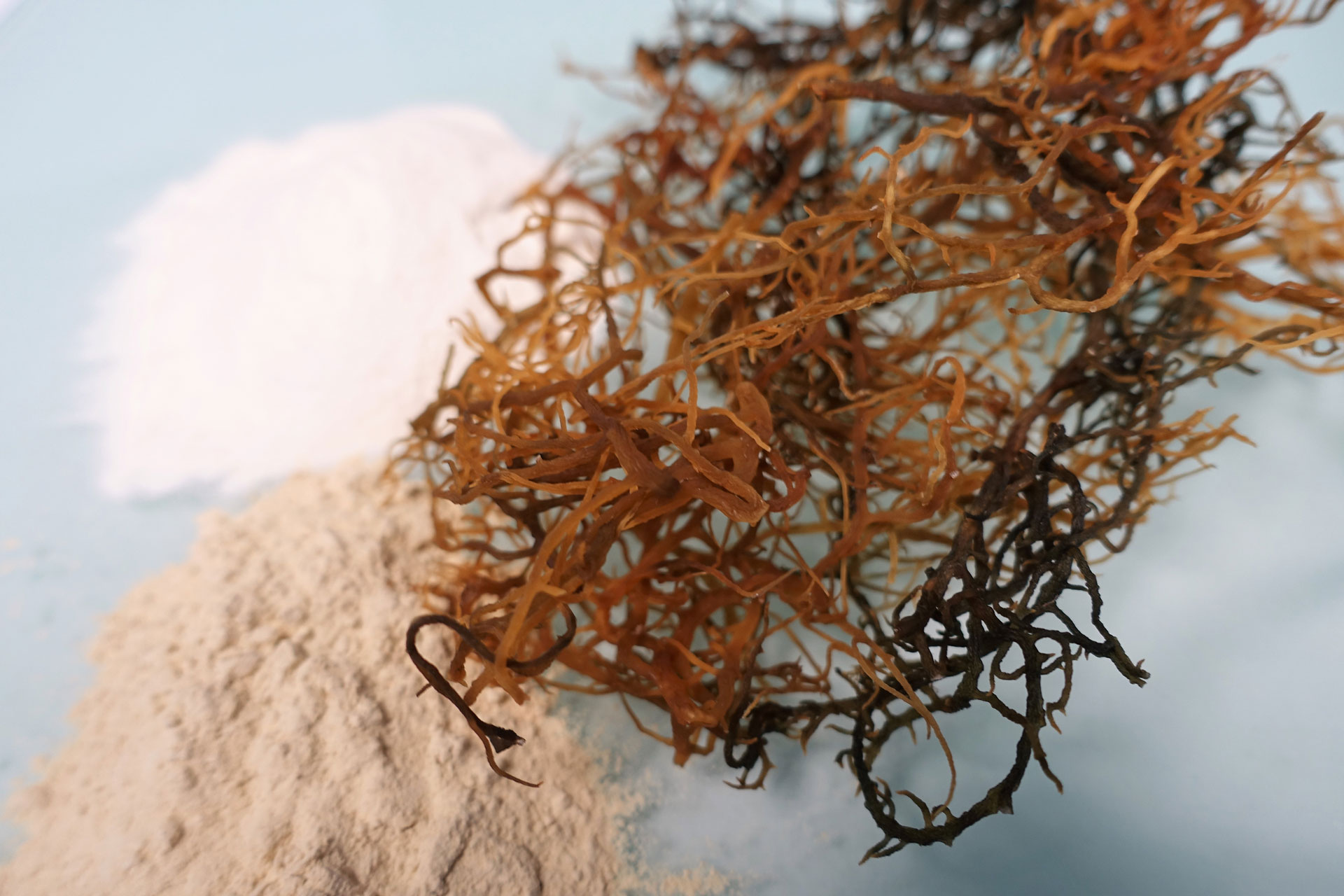 carrageenan-005.jpg