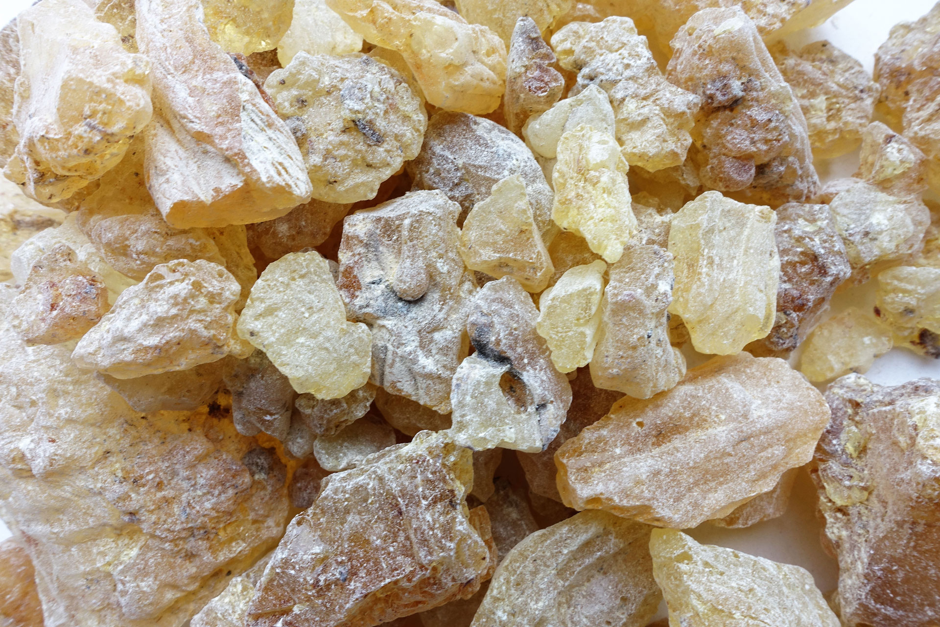 copal-002.jpg